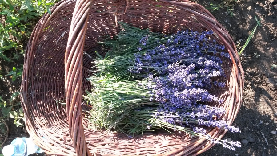 Pozvánka: Ladronka nejen pro rodiny s dětmi/ Dožínky a vinobraní