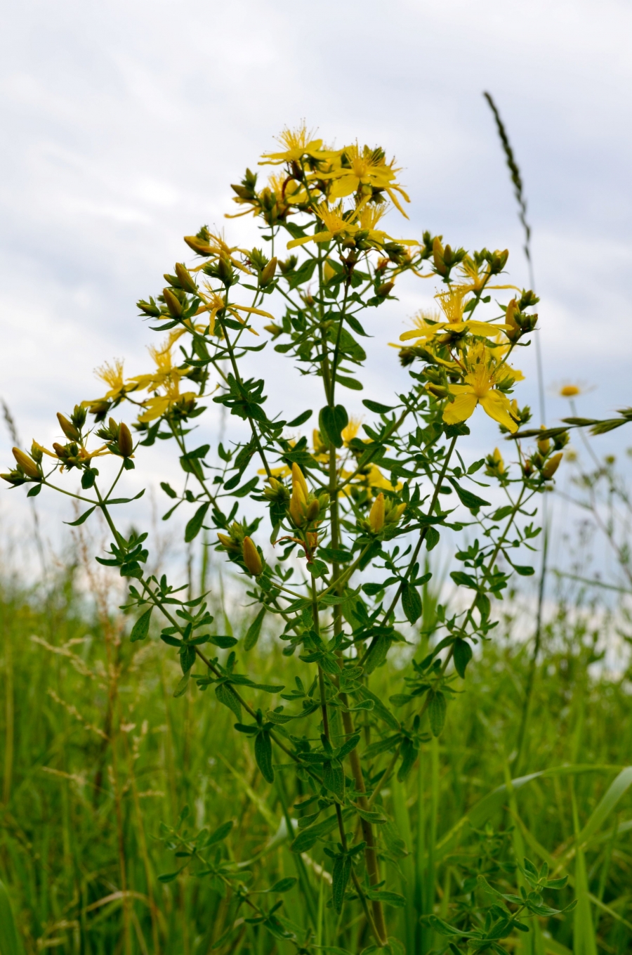 Třezalka - účinné přírodní antidepresivum