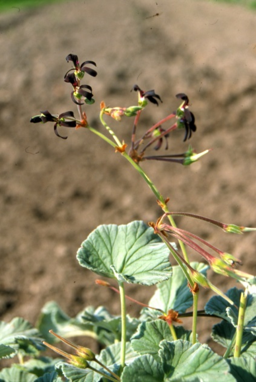 Náhoda pomohla objevit rostlinný lék