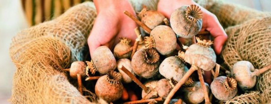 Makové a dýňové slavnosti v Dolním Rakousku