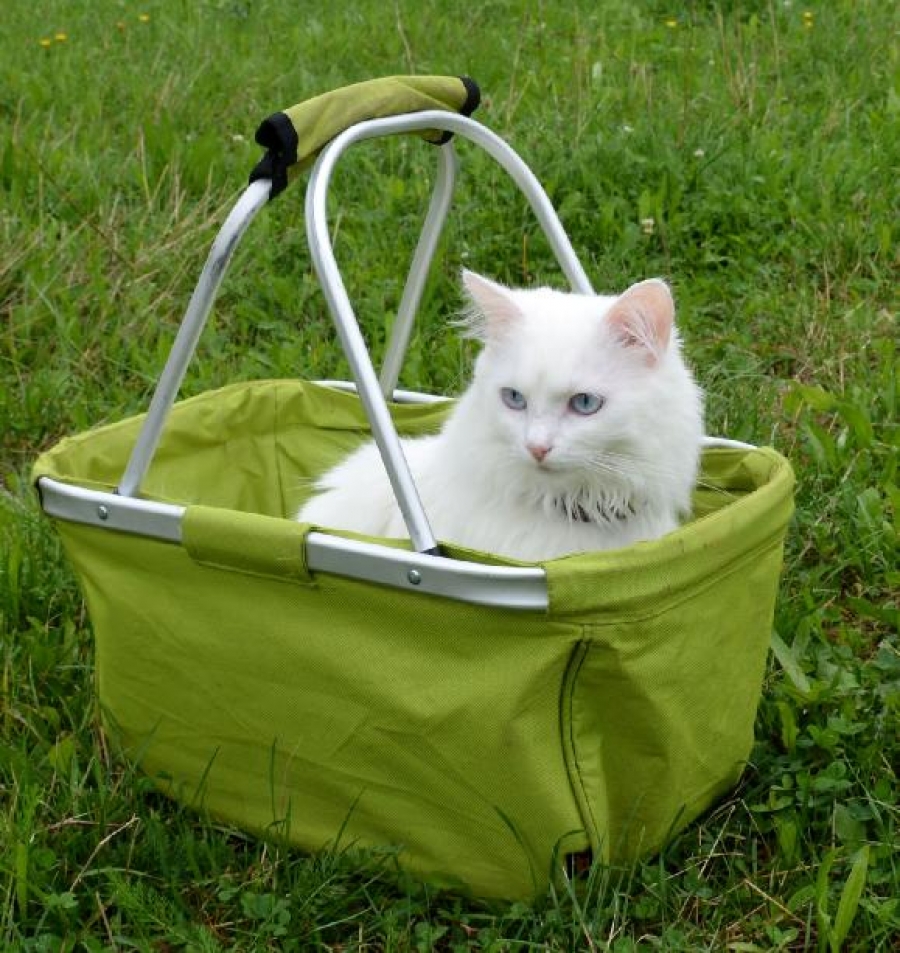 7 věcí, které o klíšťatech možná nevíte