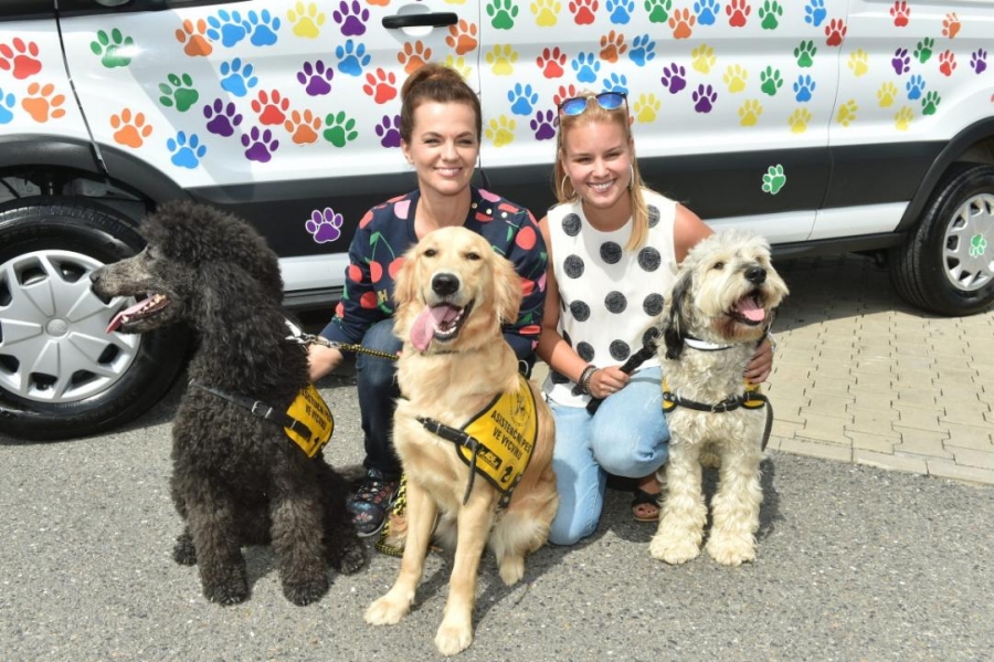 Stovky psích tlapek na autě