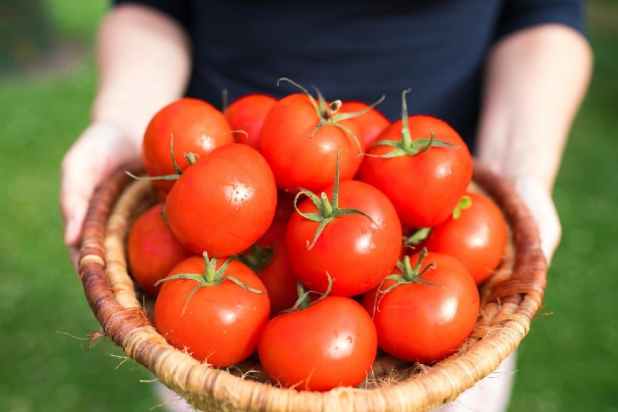 Rajčata – na co si dát pozor při jejich nákupu a další záludnosti