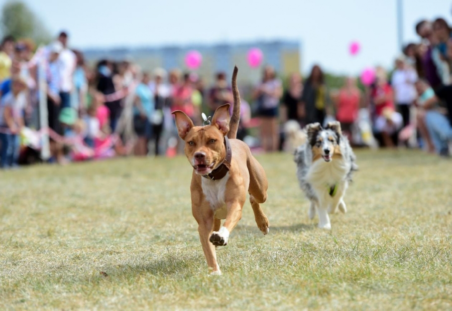 Pozvánka na PSÍ DEN 9.9. 11:00 -18:00