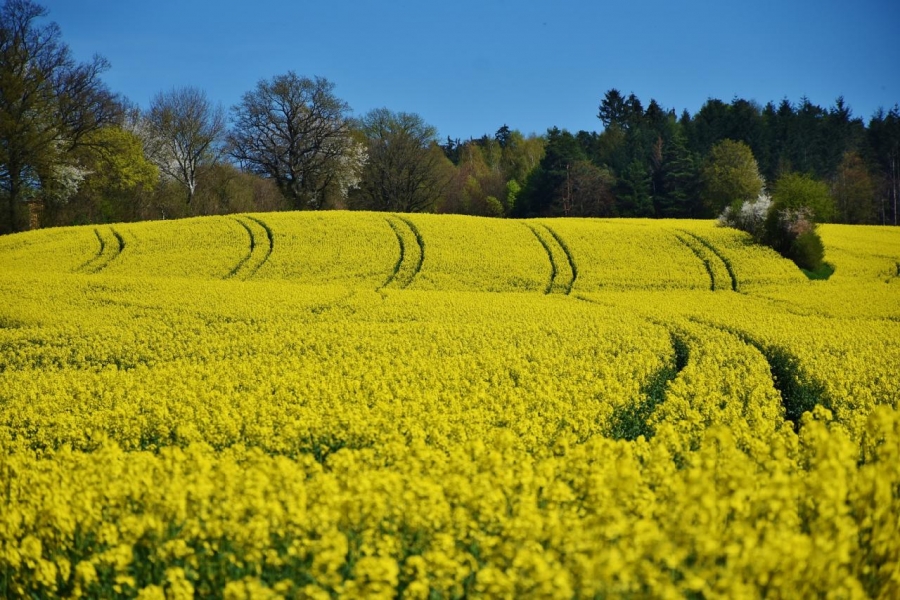 Mýty provázející řepku od pole až do kuchyně