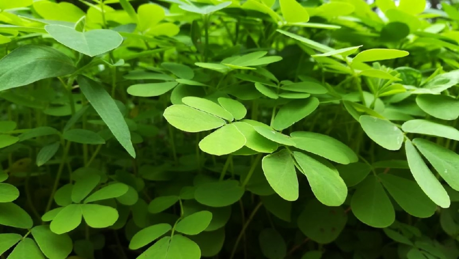 Superpotravina jménem Moringa: Jaké jsou její účinky a v čem může pomoci?