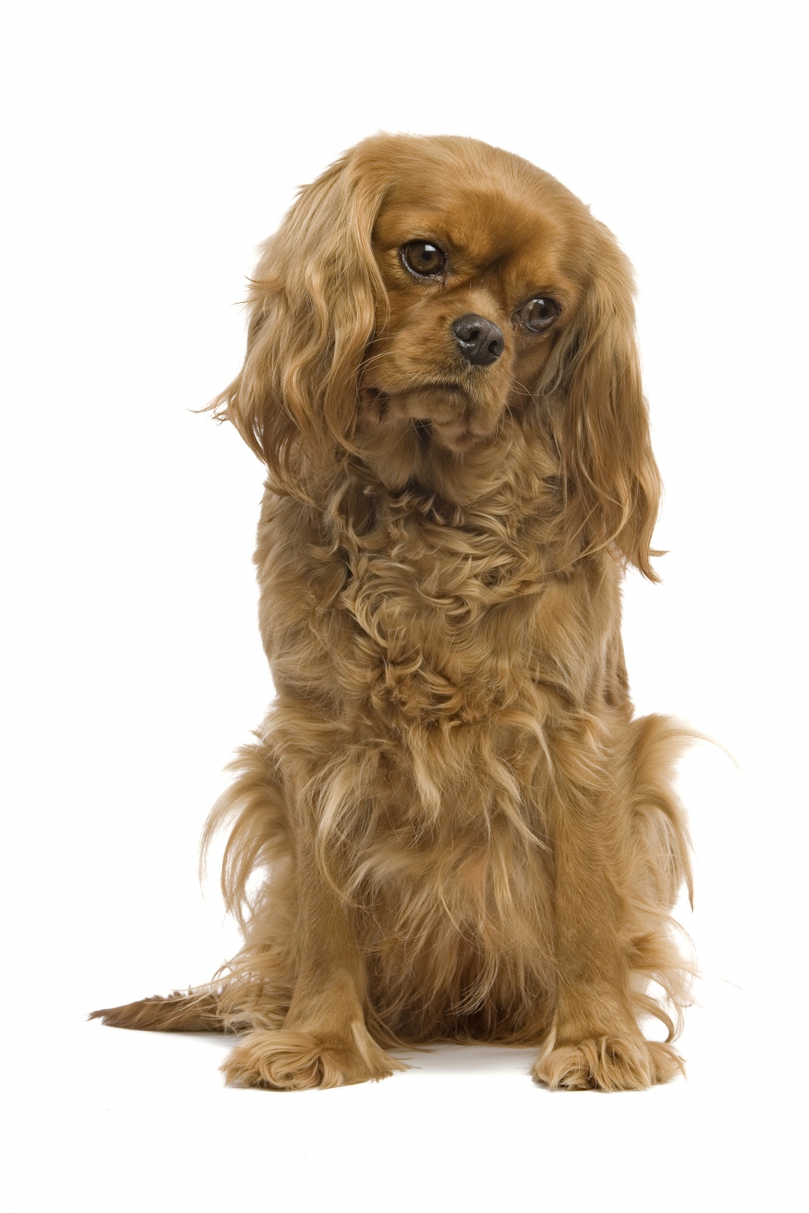 Obezita – vážný zdravotní problém psů a koček