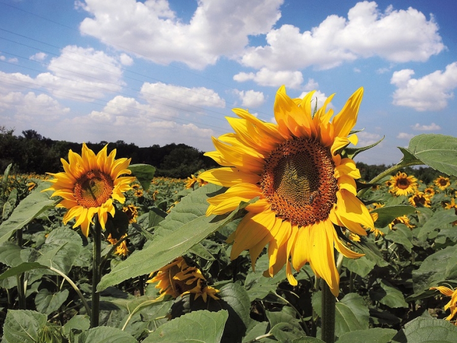 dTest: Slunečnicové oleje obstály, ale ke smažení se nehodí