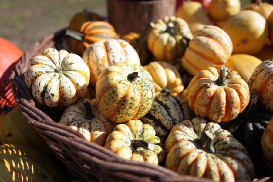 Vybíráte koberec? Poradíme vám jak na to!Podzim v trojské botanické zahradě bude hýřit barvami