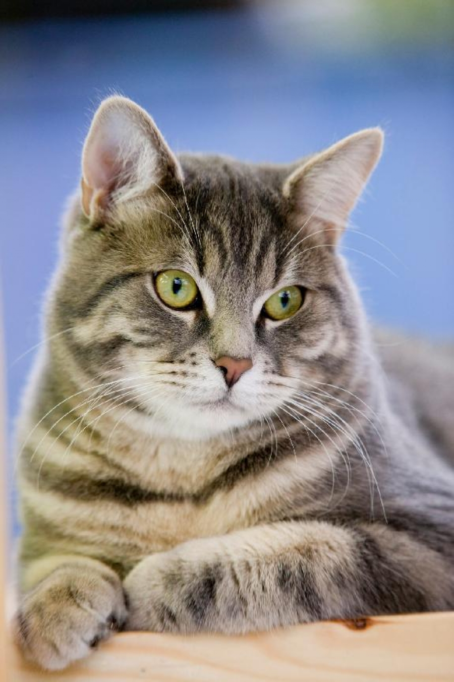 „Nechte svou kočku vyšetřit“