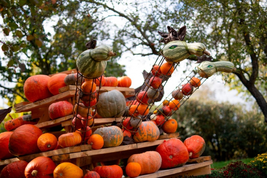 Dýně nemusí být jen halloweenskou dekora