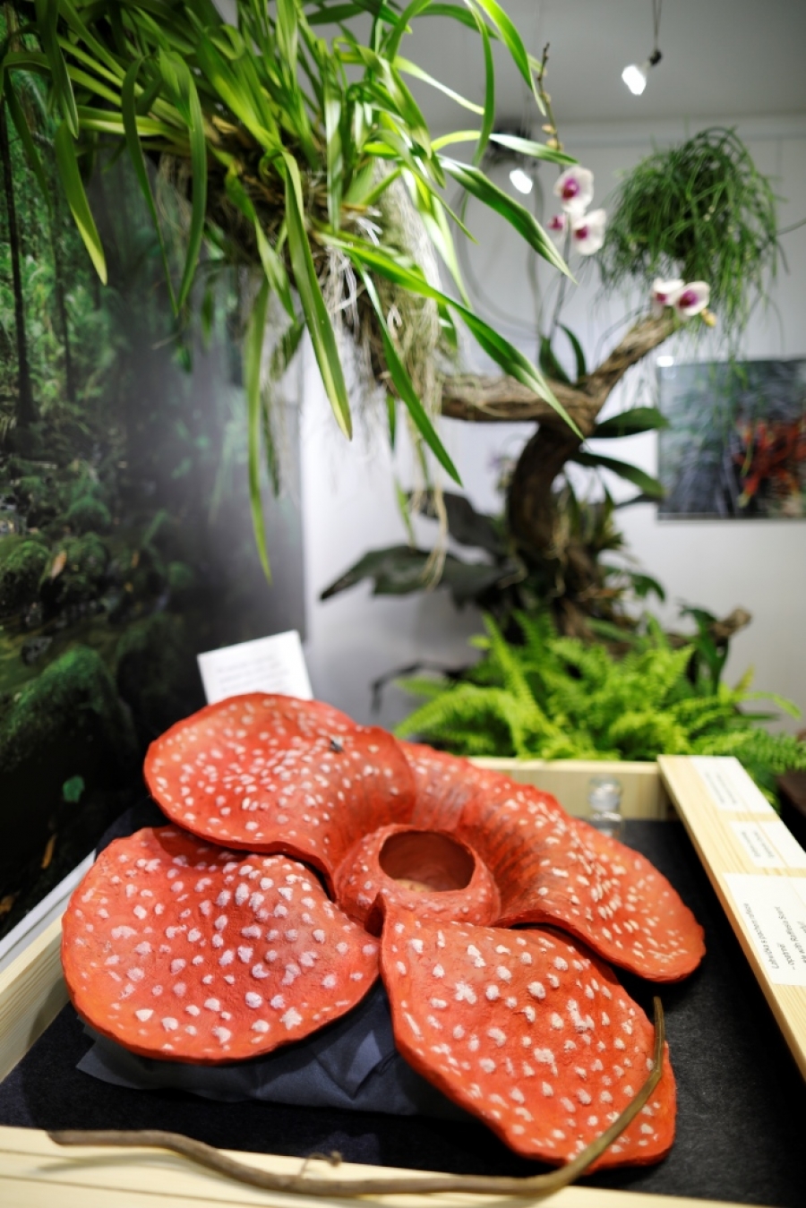 Botanická zahrada hl. m. Prahy slavnostně zahájila tradiční výstavu pro všechny smysly