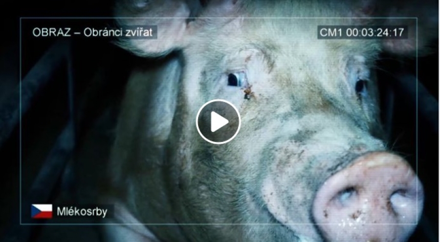Záběry z českých chovů prasat a oficiální evropská petice