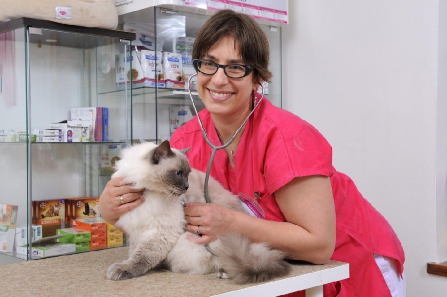 10 nejčastějších onemocnění u koček