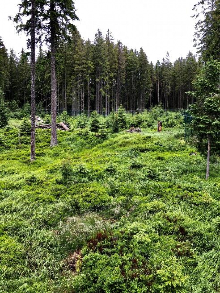 Kvildské slavnosti na Zlaté stezce