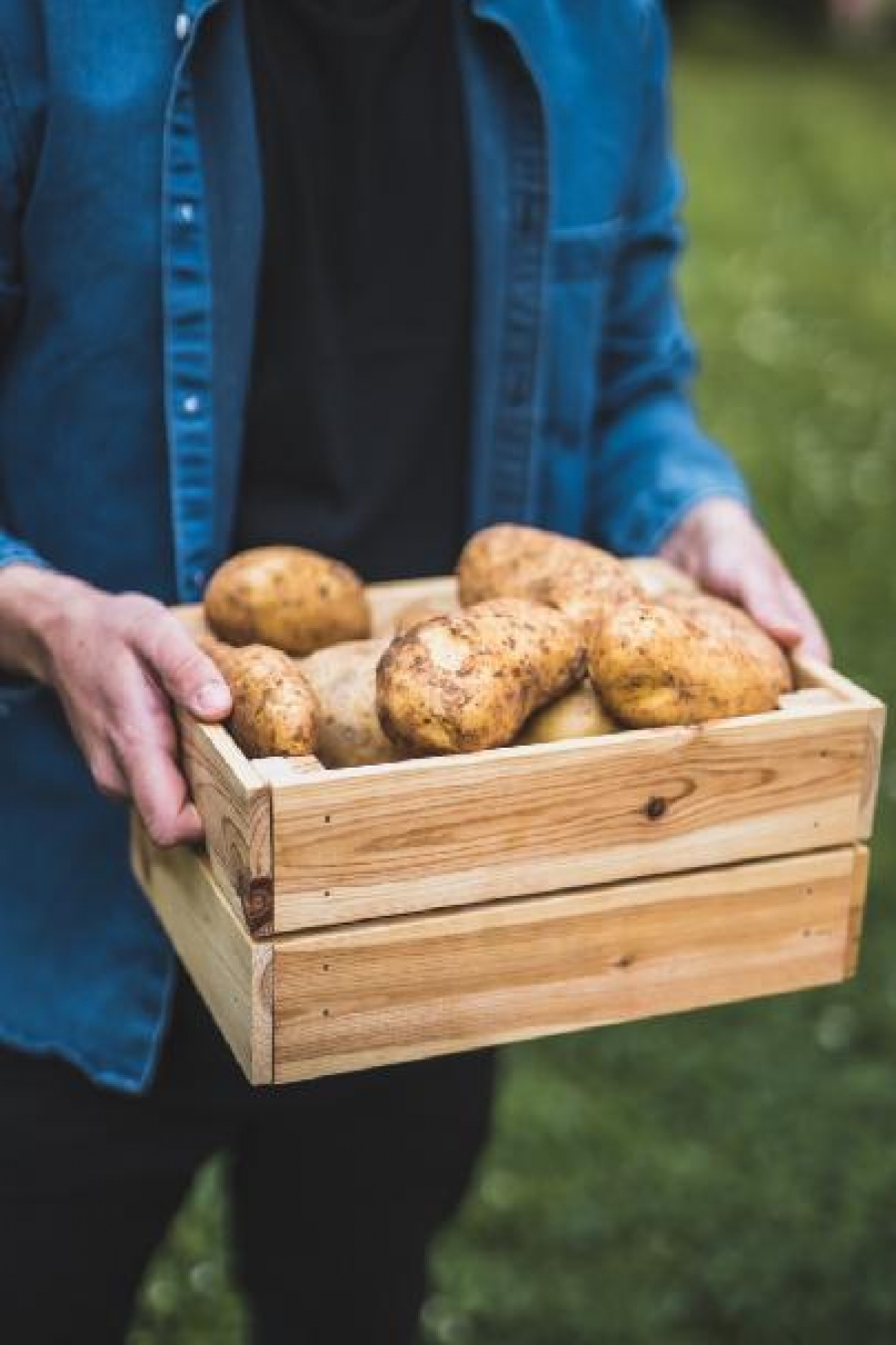 Rané, pozdní, nové aneb Vyznejte se v bramborách