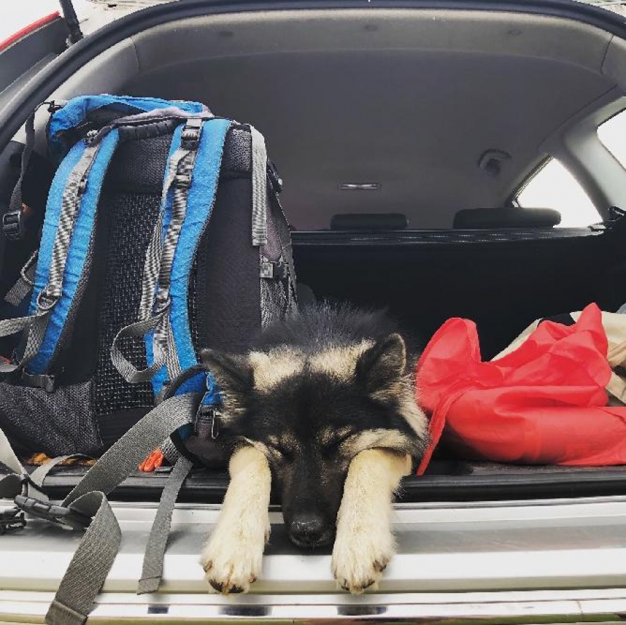 Love Your Pet Day letos připadá na sobotu 20. února