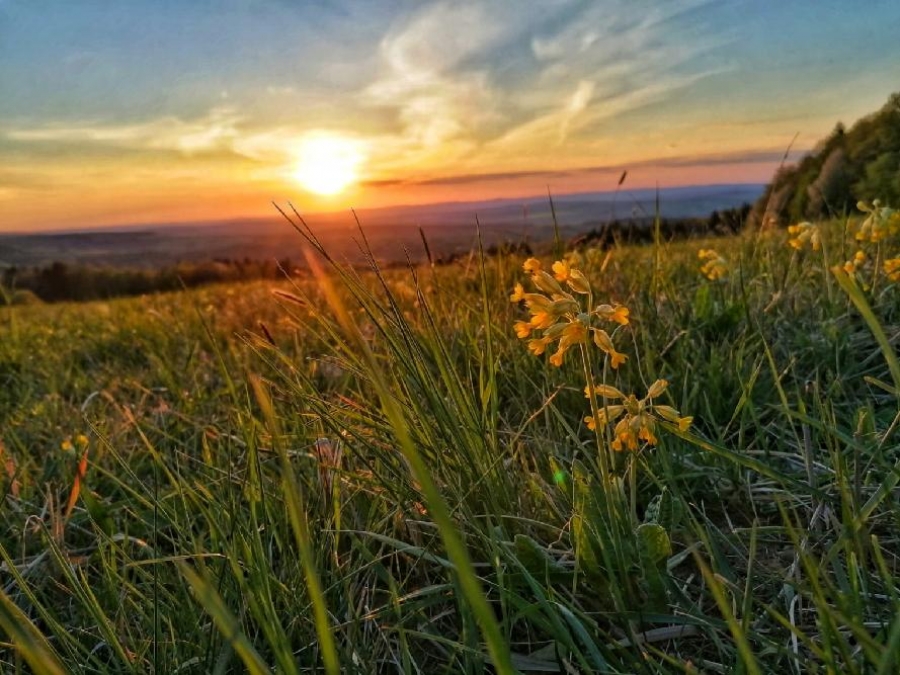 Petrklíče hledá celá Evropa