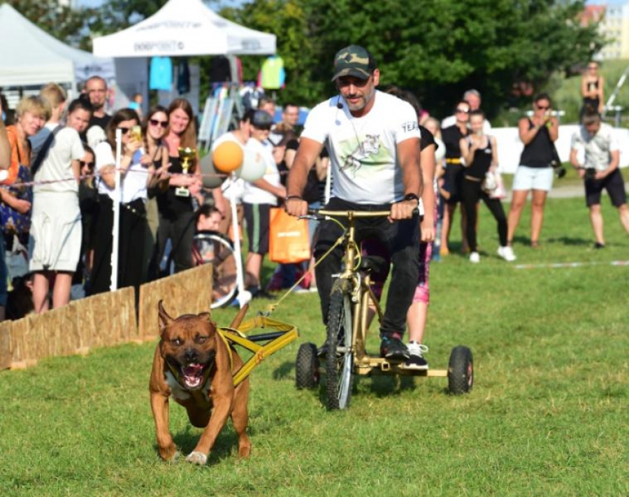Pes Václava Kopty poslouchá na požádání