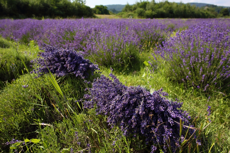 Levandulové údolí v Chodouni je místem relaxace i skvělých gastronomických zážitků
