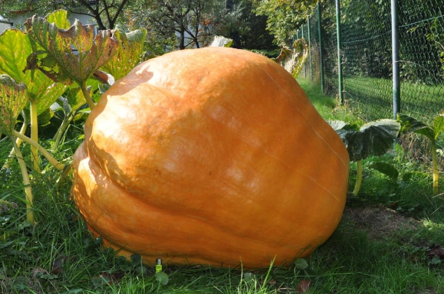 Botanická zahrada: Naplní jí stovky dýní, k vidění bude i rekordní česká dýně s váhou 175 kg