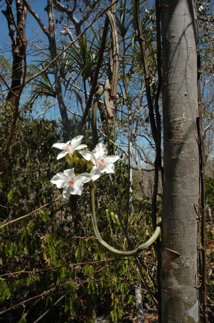 Botanická zahrada Praha připravuje výstavu Orchideje šesti světadílů
