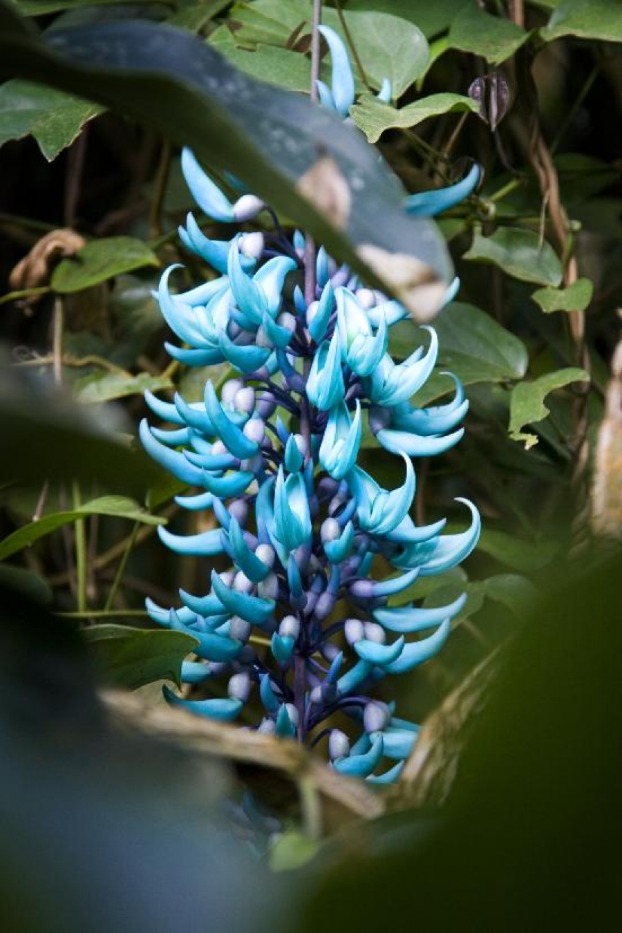 Už jen do konce tohoto týdne je možné vidět jedinečnou výstavu orchidejí ve skleníku Fata Morgana v pražské Troji