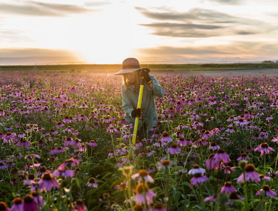 Proč na jaře pomůže ženšen, acerola nebo echinacea?