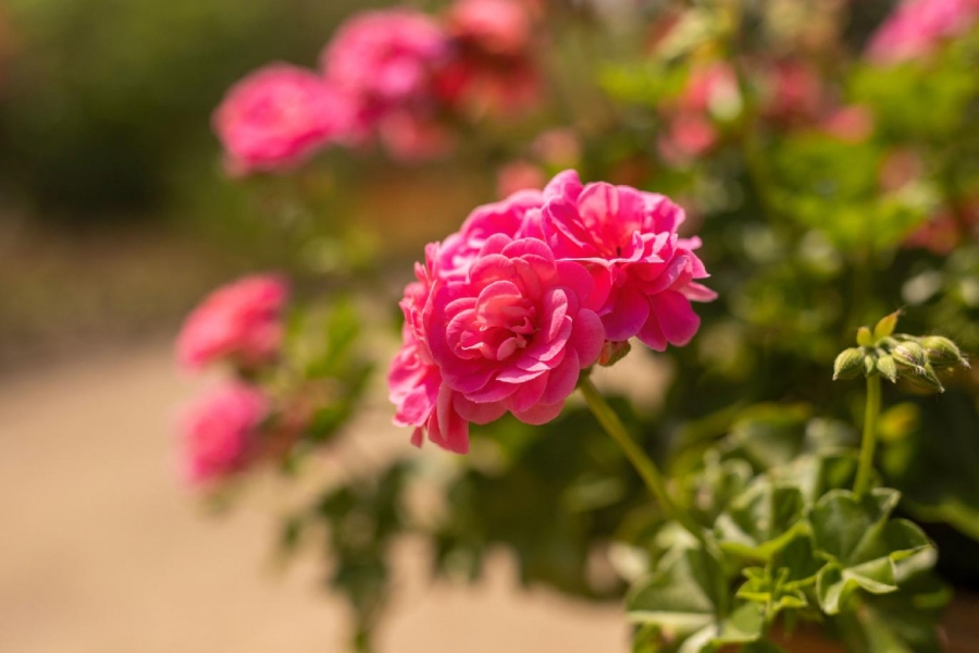 Milovníci muškátů se sejdou v botanické zahradě v Troji