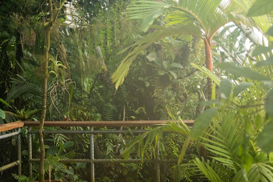 Botanická zahrada Praha zahájila Tropický rok 2024 a výstavu NOVÁ PET TROPICANA