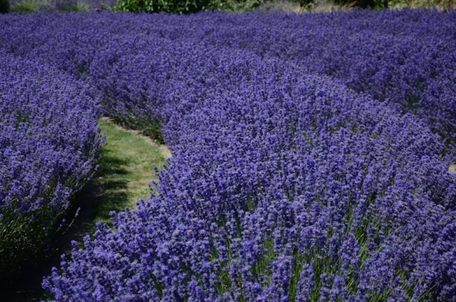PIVO s BIO Levandulí Chodouňskou