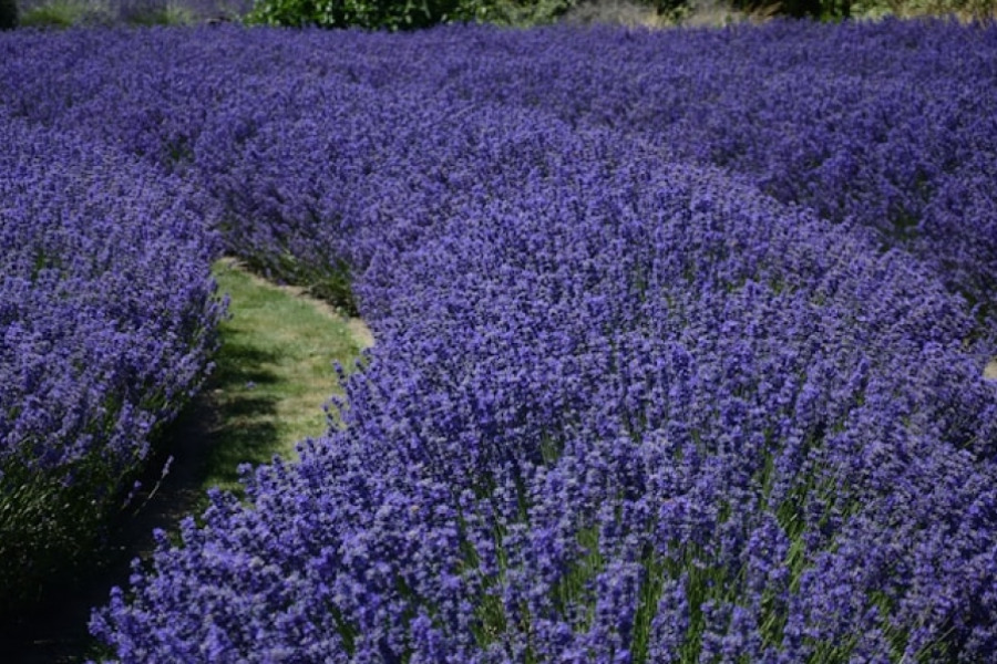 PIVO s BIO Levandulí Chodouňskou