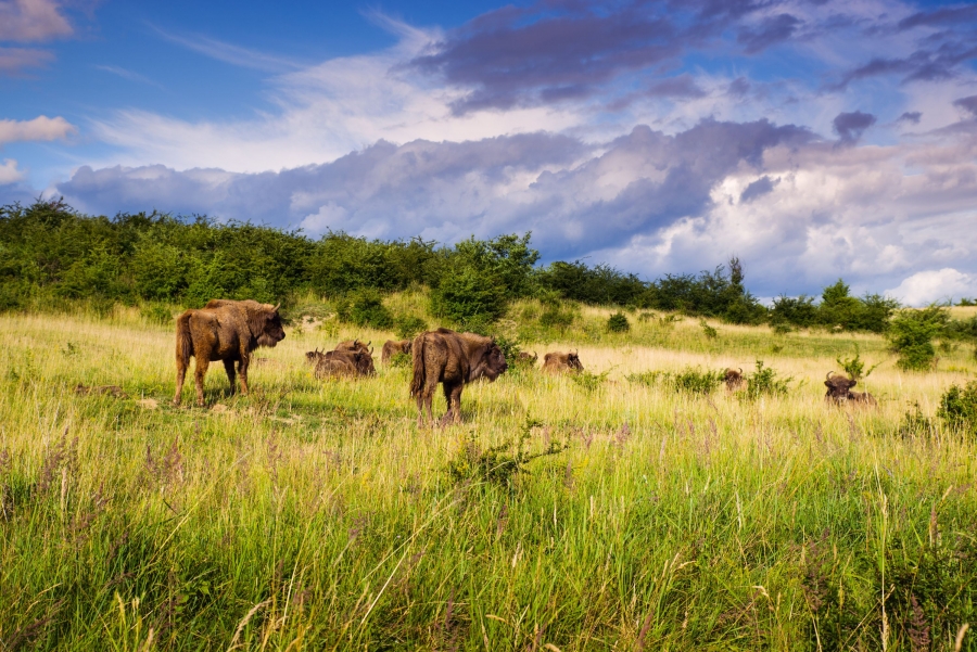 Milovická rezervace byla vybrána mezi deset nejlepších projektů v České republice v oblasti udržitelnosti