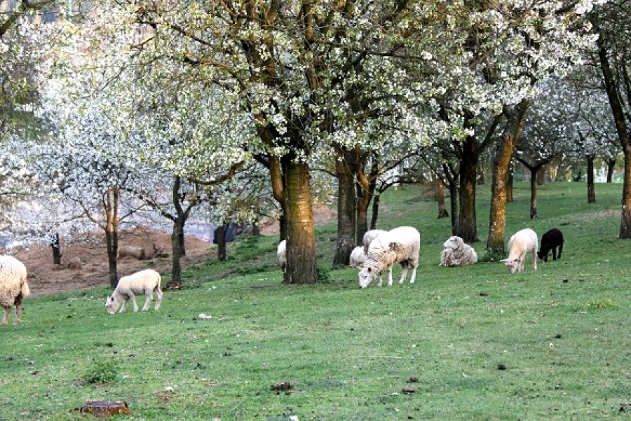 Jarní Podorlicko - to jsou rozkvetlé zámky  i unikátní cyklostezky