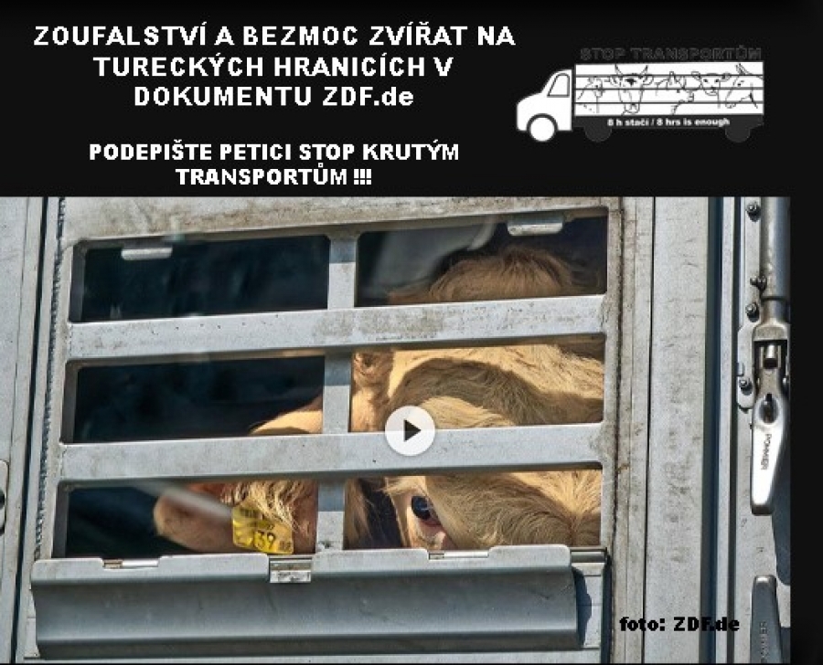 Zoufalství a bezmoc vyvážených zvířat do Turecka