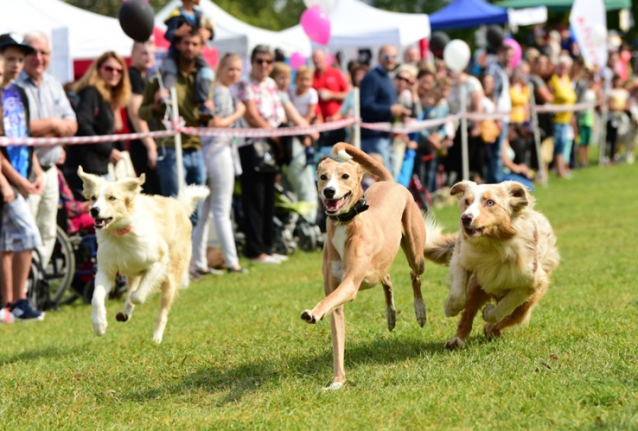 Psí den s Prahou 13 se koná v sobotu 31.5.. Centrální park Lužiny od 10:00 do 17:00