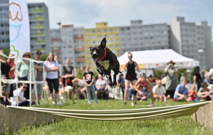 Když se pejsci radují…..