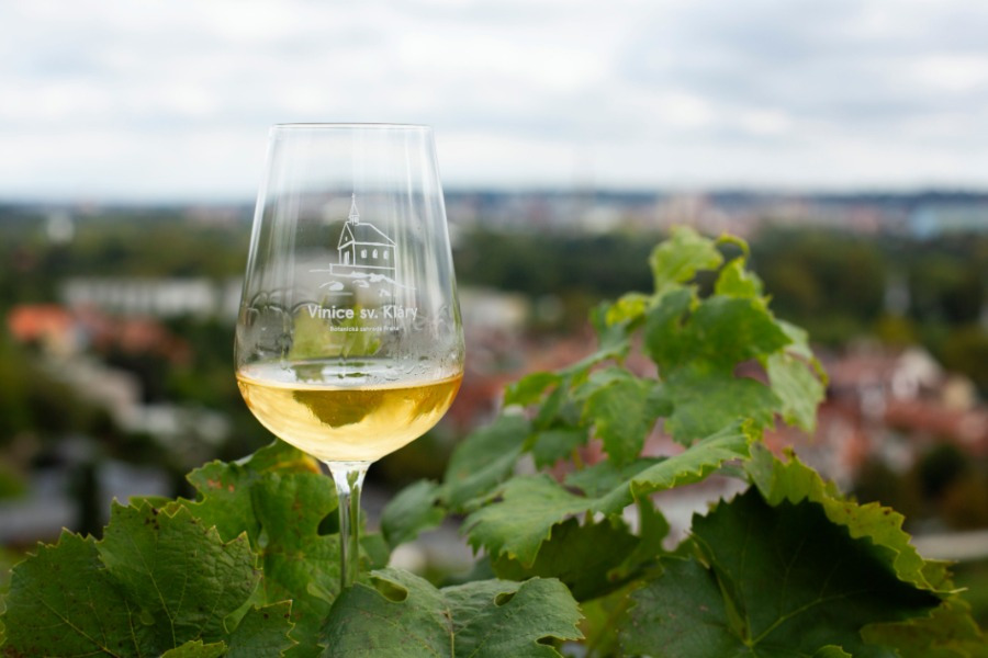 Vinobraní na Vinici sv. Kláry se blíží. Botanická zahrada Praha zve na víkend plný vína, hudby a zábavy pro velké i malé