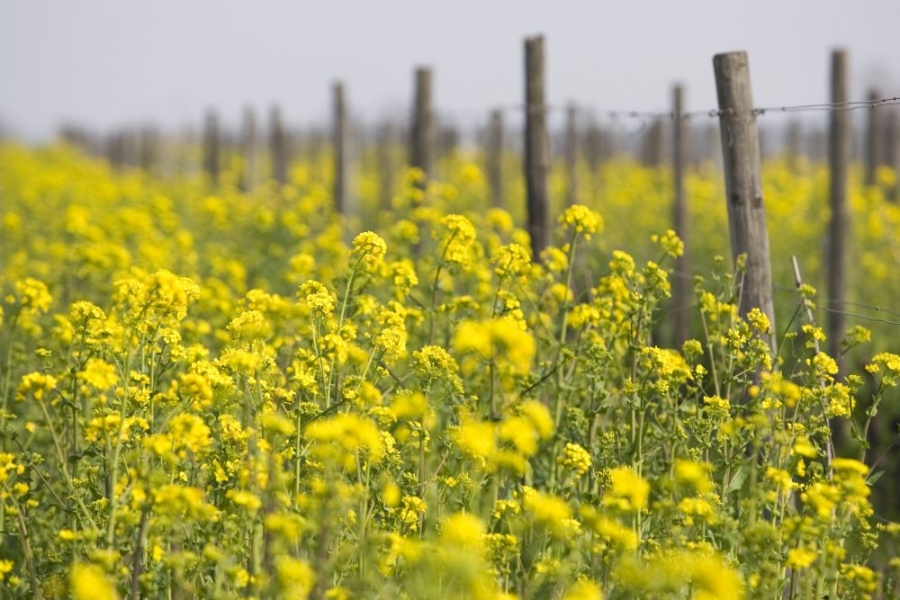 Produkce biovín v České republice stoupá