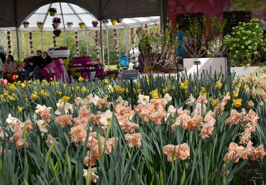Nejúžasnější přehlídka květin v holandském Keukenhofu