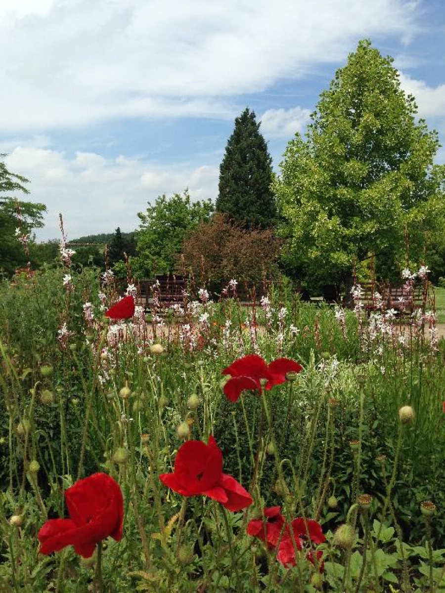 Jóga i pilates mezi pestrobarevnými květy v botanické zahradě – naučte se lehce dýchat, cvičit, jíst i žít