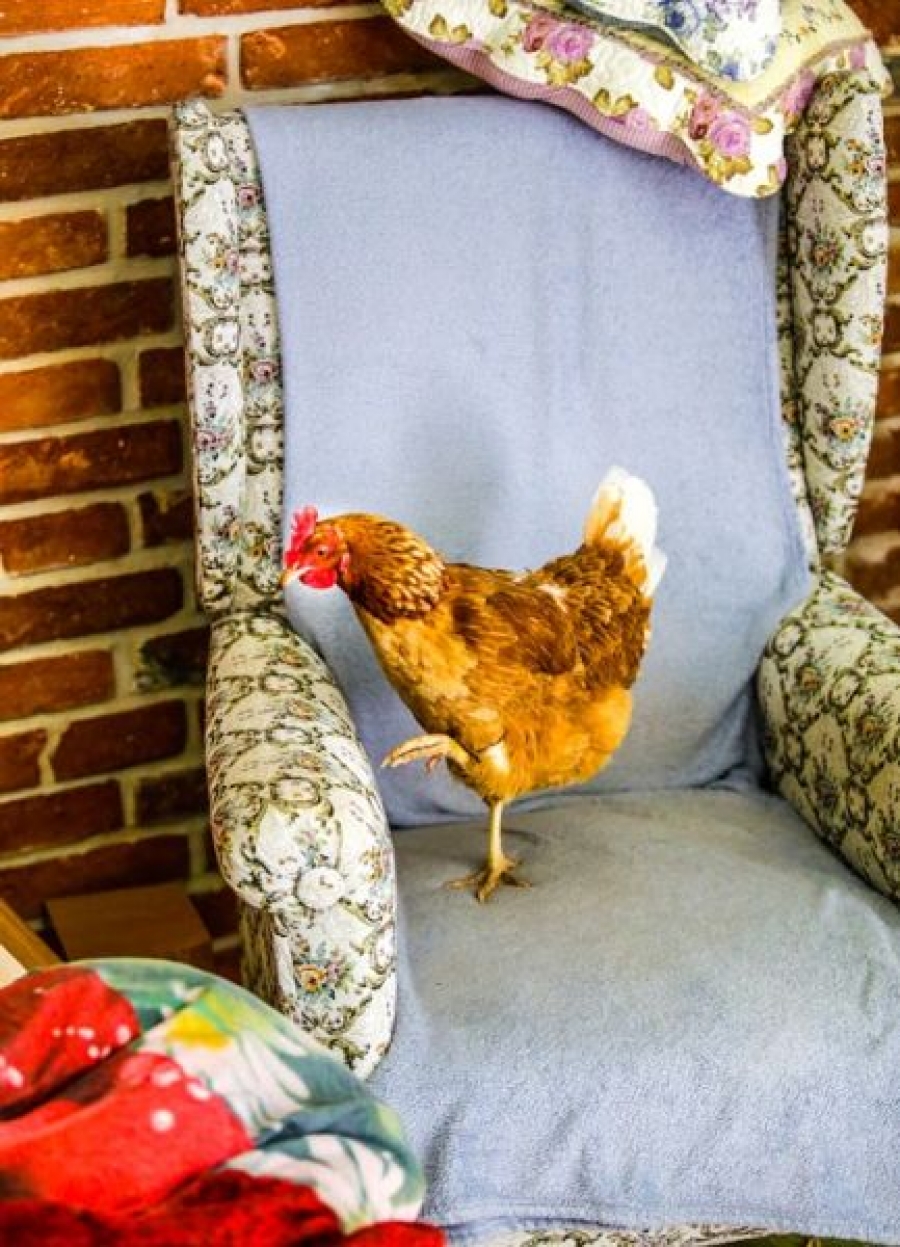 Proč mluvit se zvířaty? Unikátní projekt o mezidruhových vztazích