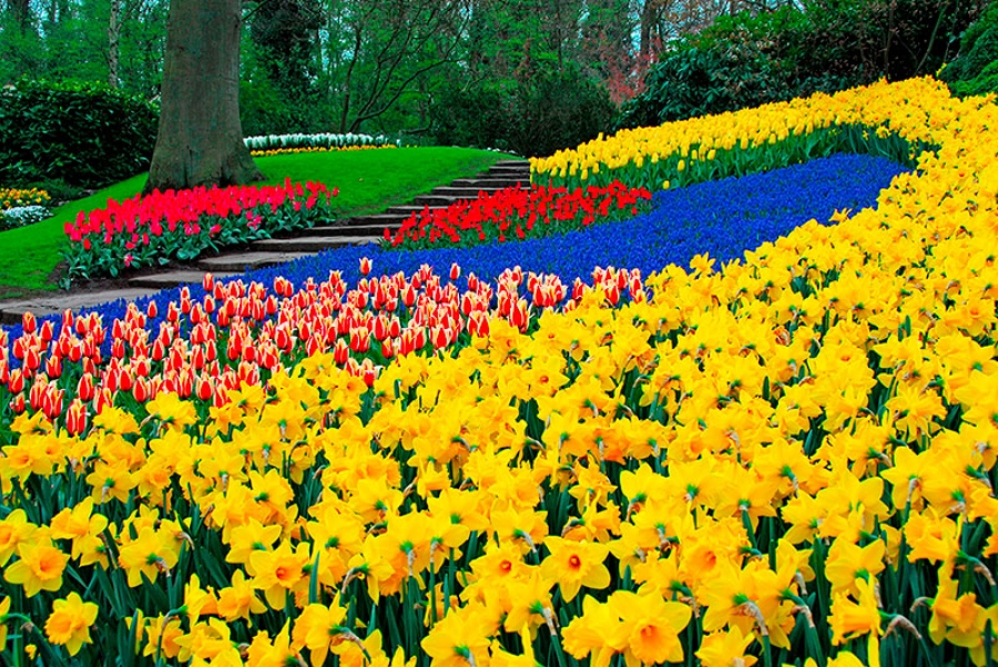Největší květinový park světa Keukenhof otevírá už 24. března!