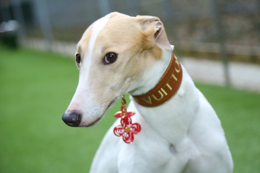 Vuittonka je víc než kabelka!